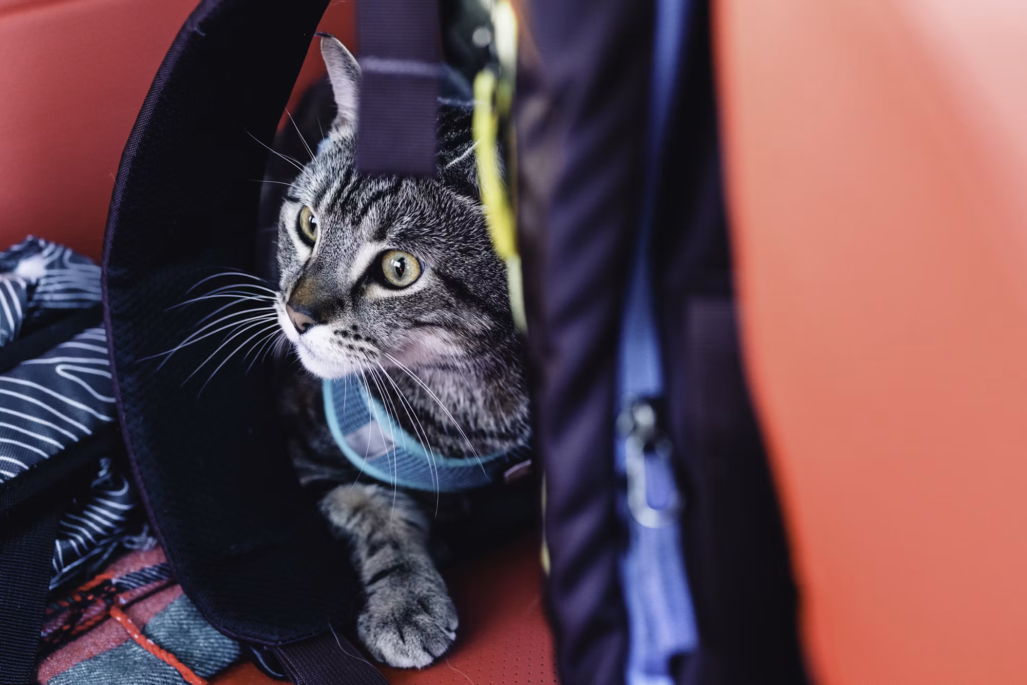 Exploring the Great Outdoors: A Guide to Different Hiking Experiences